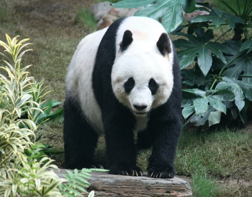 Велика панда — Вікіпедія